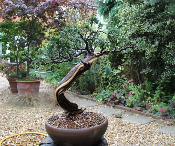 lime sulphur bonsai